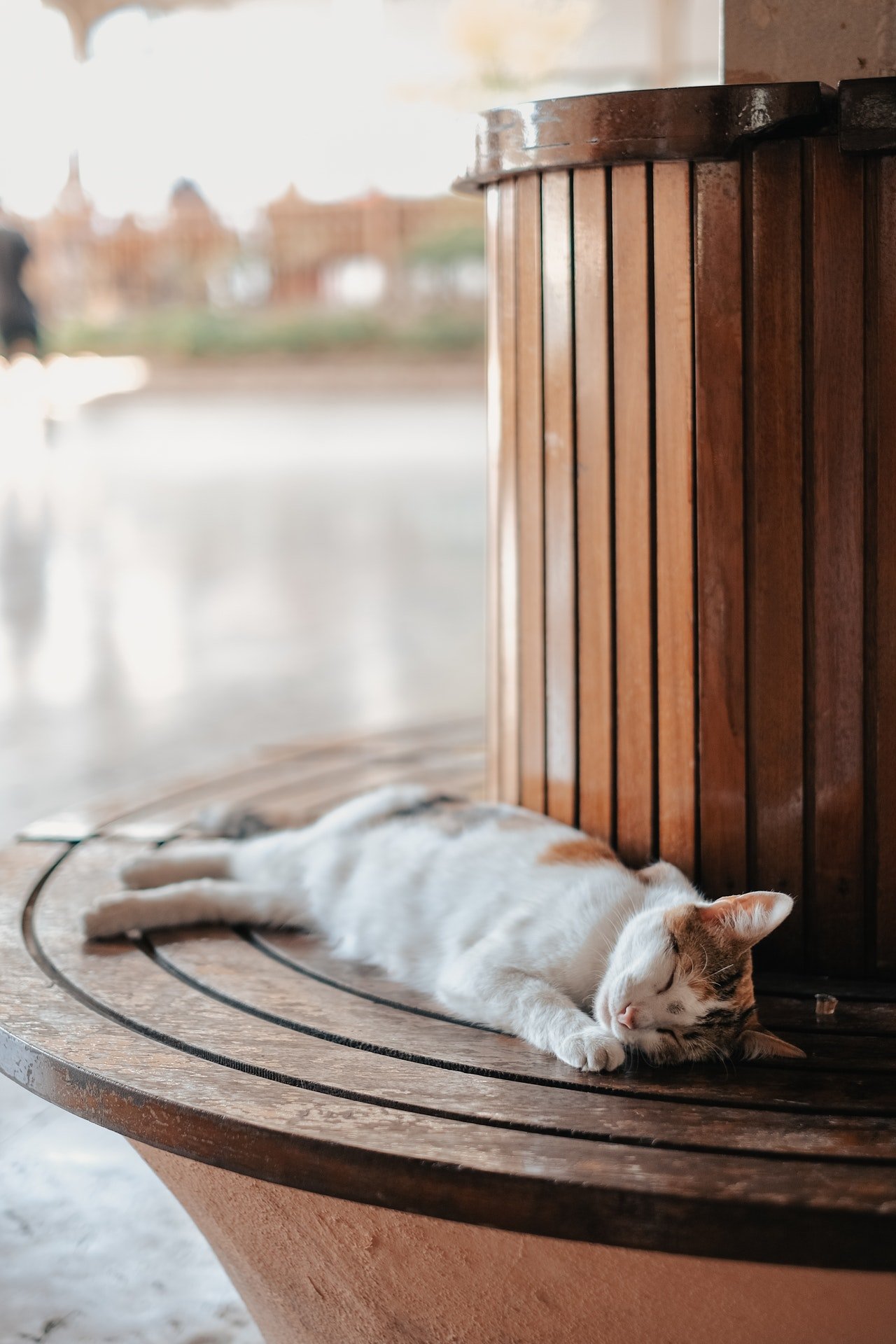 pexels ahmed 12198168